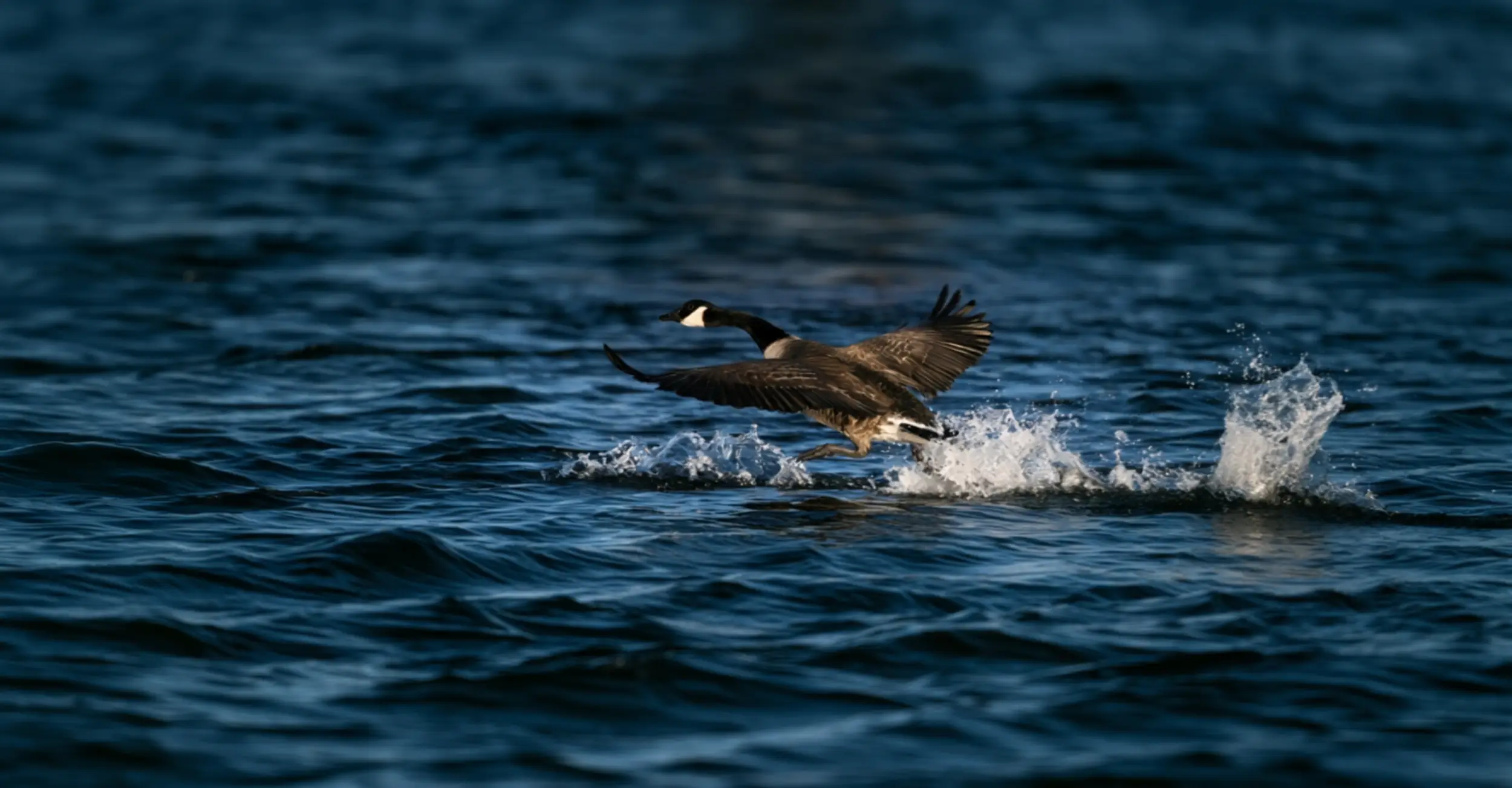 Goose Watching in Spring