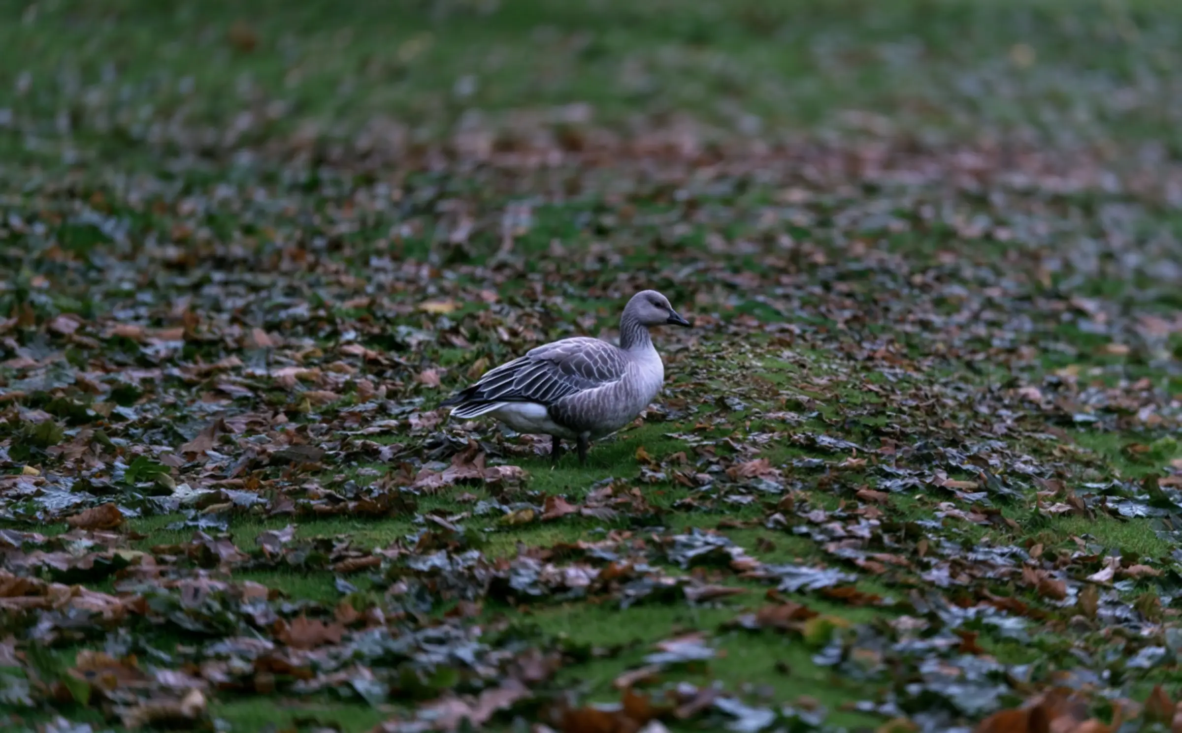 Goose Watching in Summer