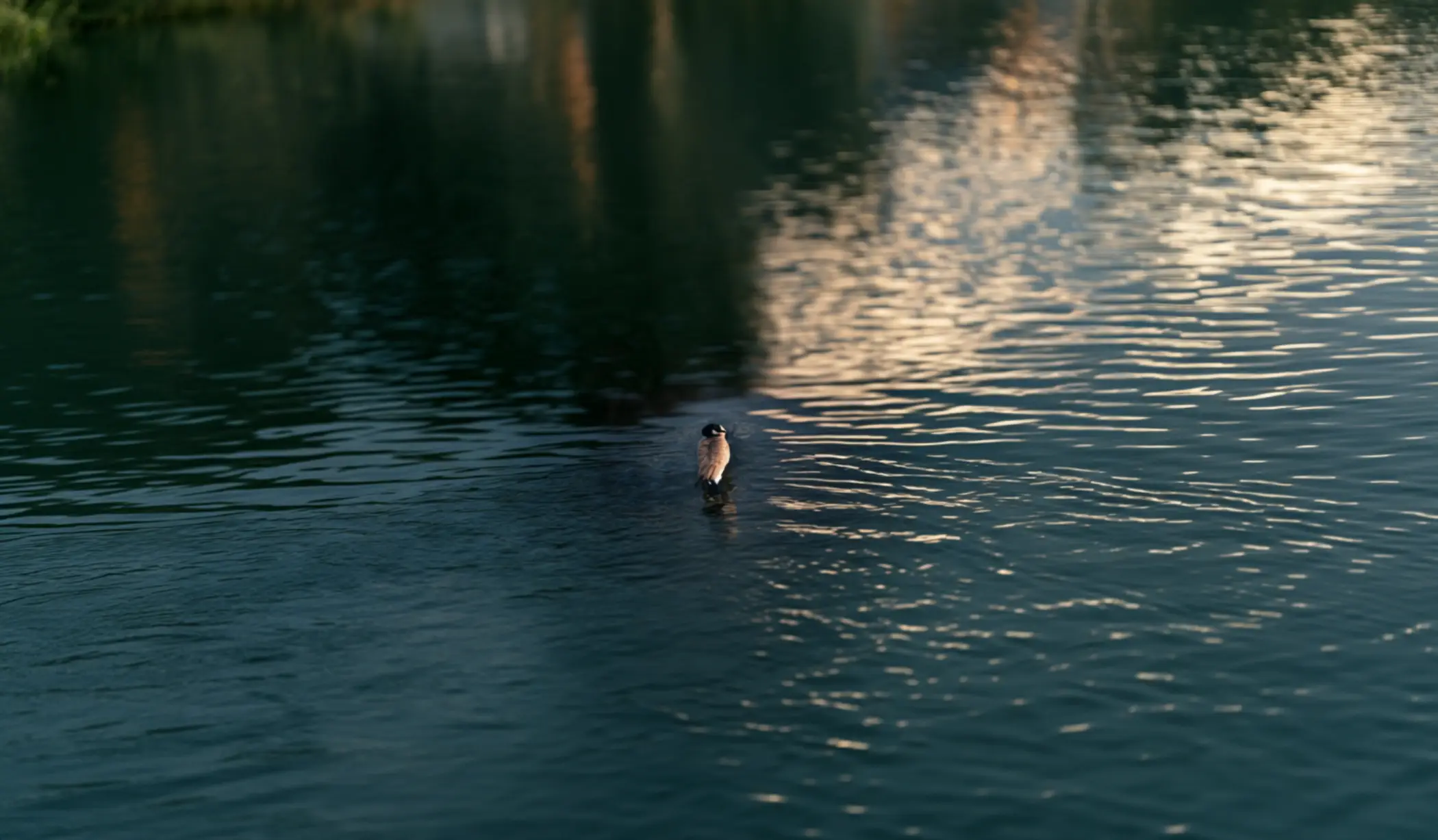 Goose Watching in Winter