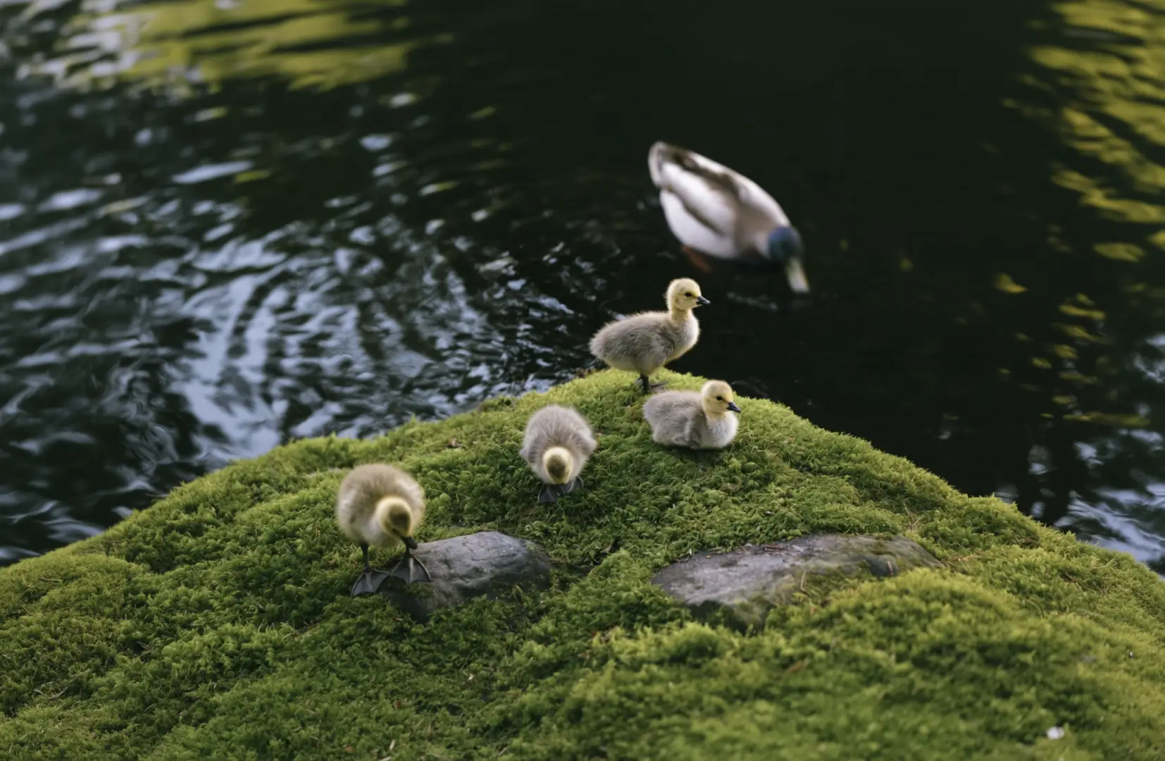 Gooses background
