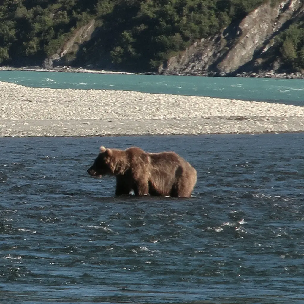 Wild bears