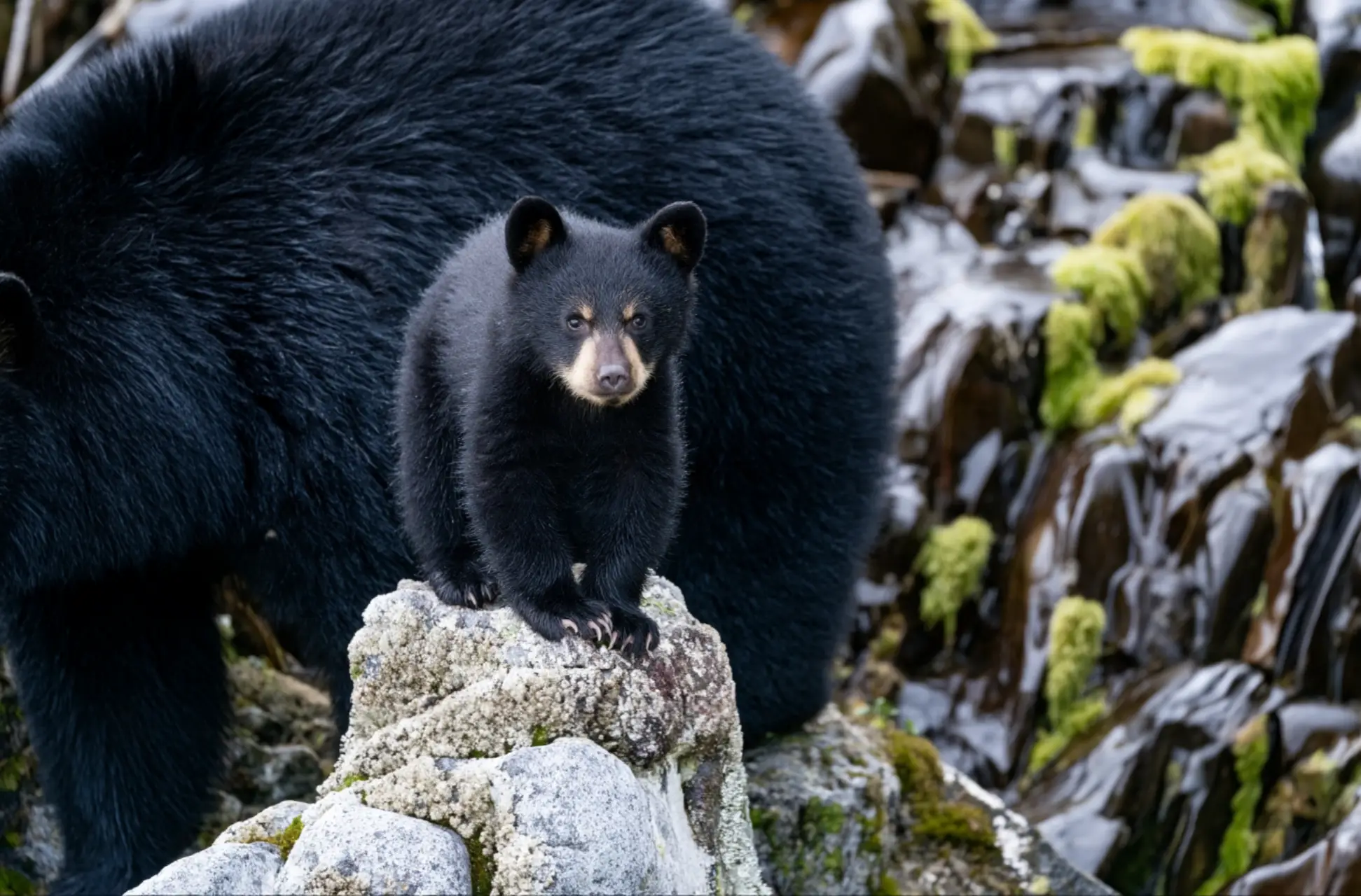 Bear Population Background
