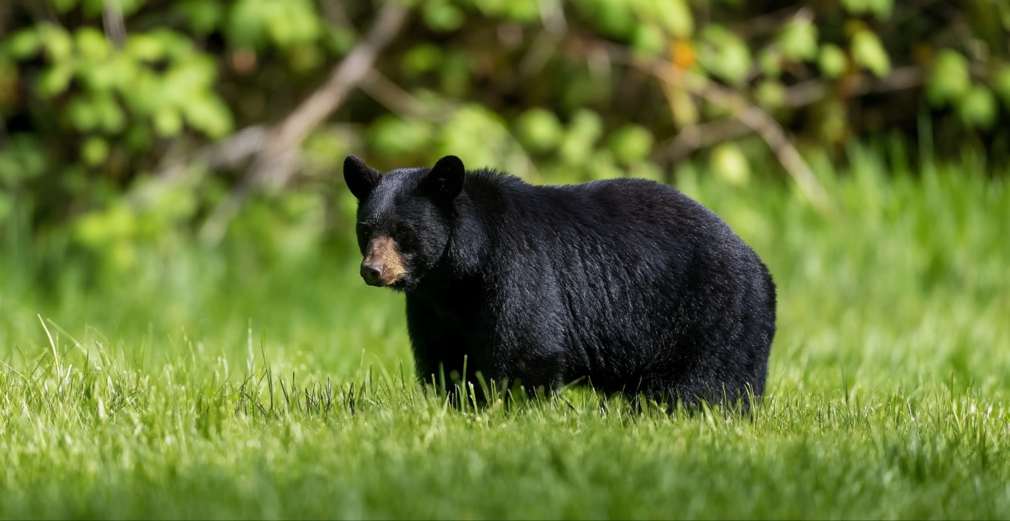 Bear waiting