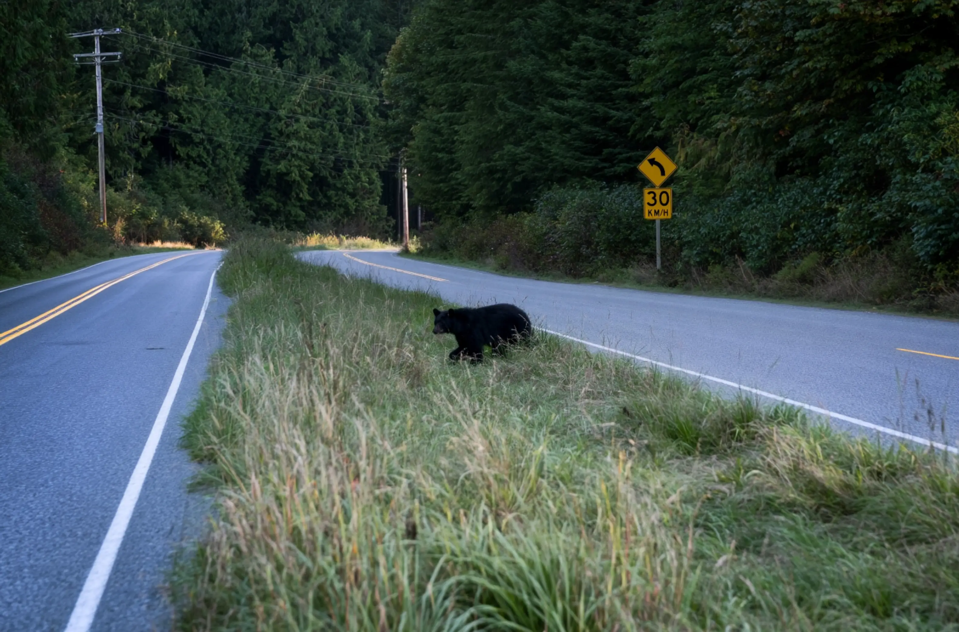 Bear photography