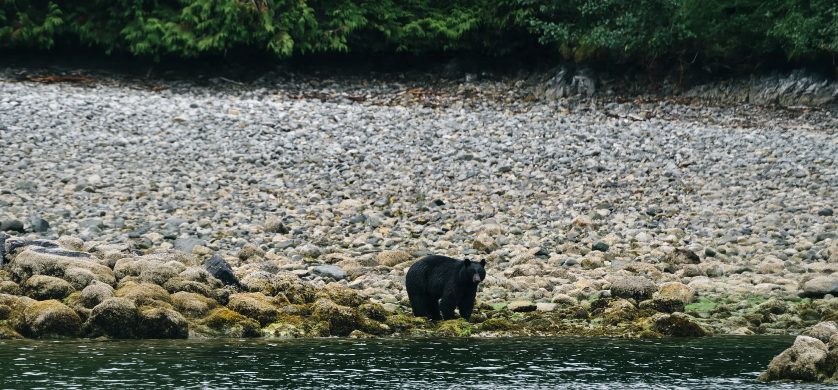 Black Bears