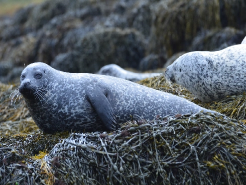 With 50-plus ringed seal sightings, Unalaskans start tracking the