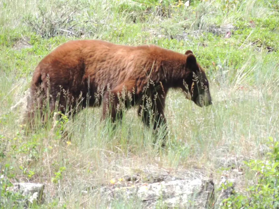 Vanisle Wildlife