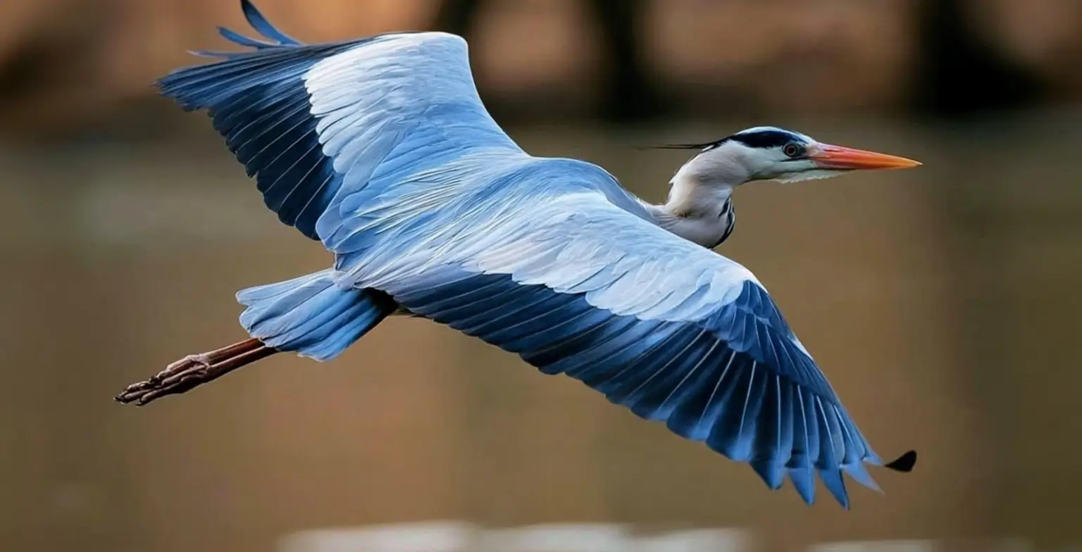 Bird Watching on Vancouver Island