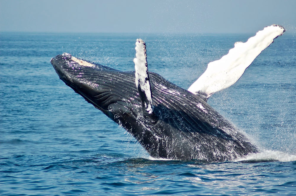 Whale Watching on Vancouver Island