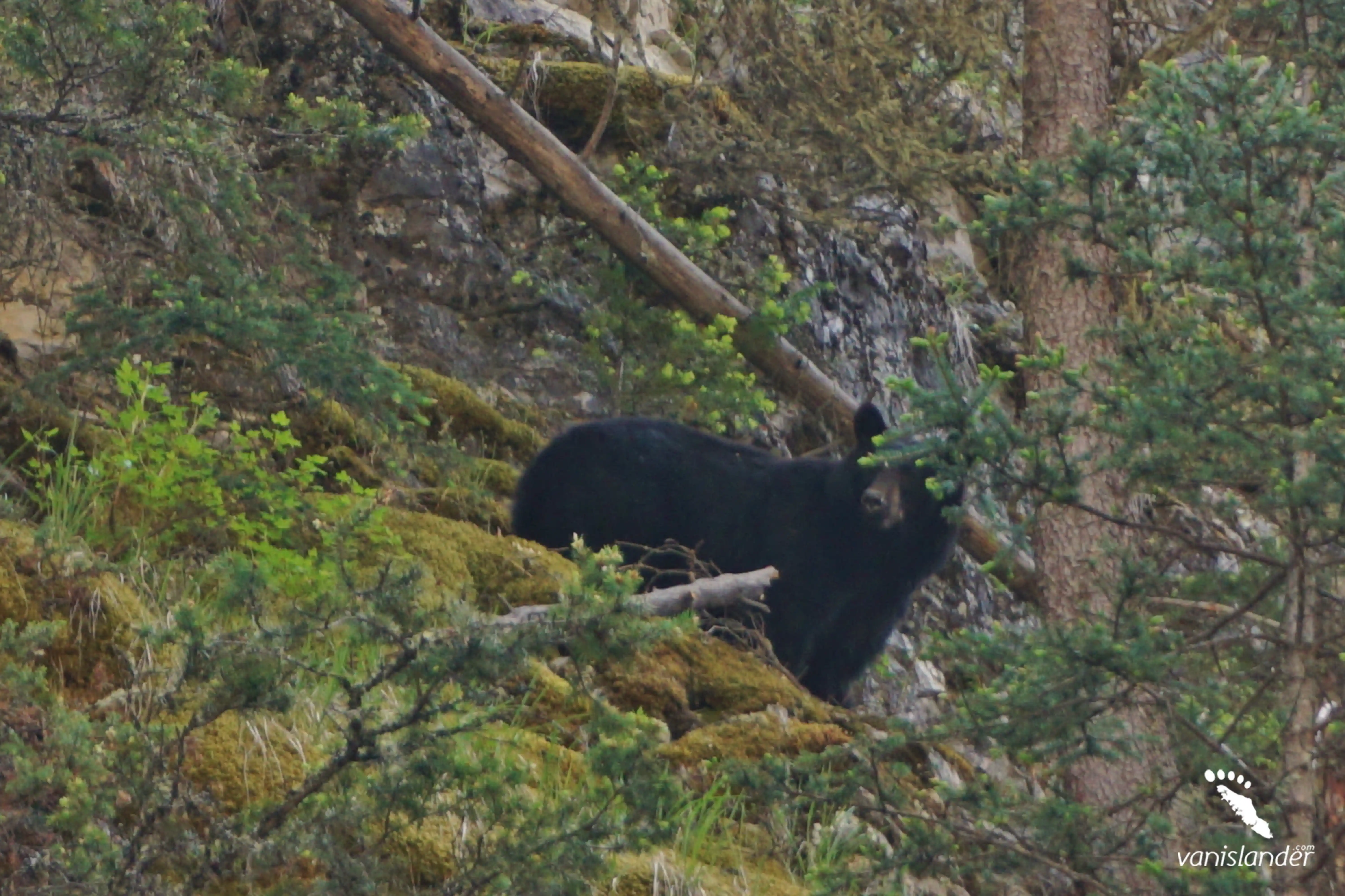 Ultimate Vancouver Island Wildlife Experience