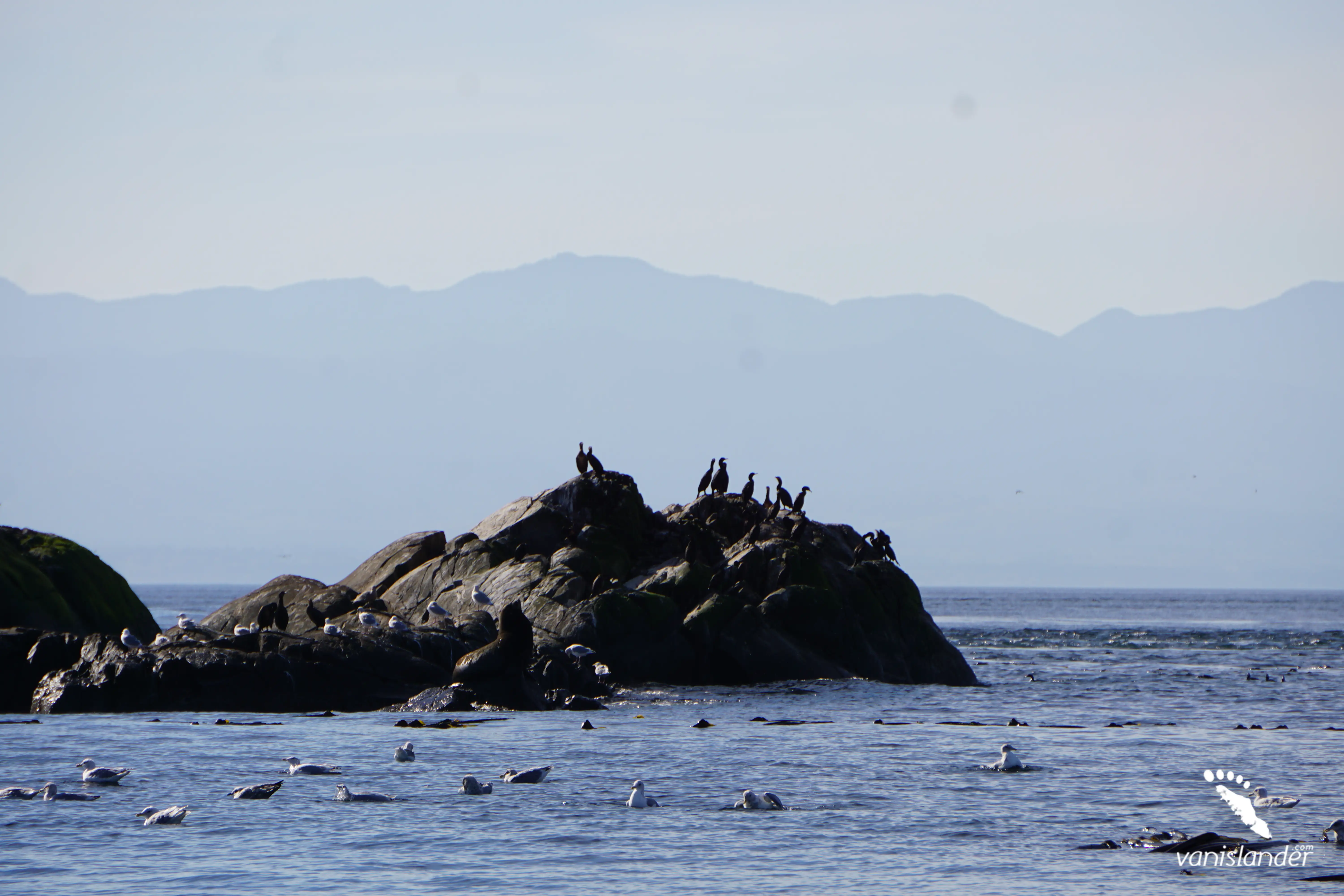 Sea Lions & Eagles Adventure