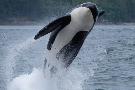 Whale Watching, Orcas, Killer Whales