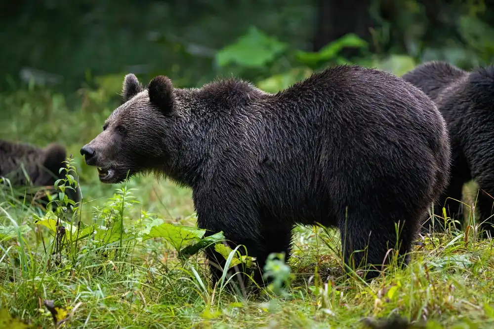 Goldstream Park, Vancouver Island, Wildlife, Scenery, Black Bears