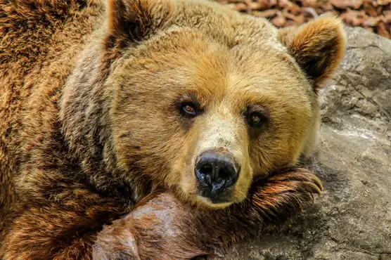 Beacon Hill Park, Vancouver Island, Wildlife, Scenery, Bear Watching