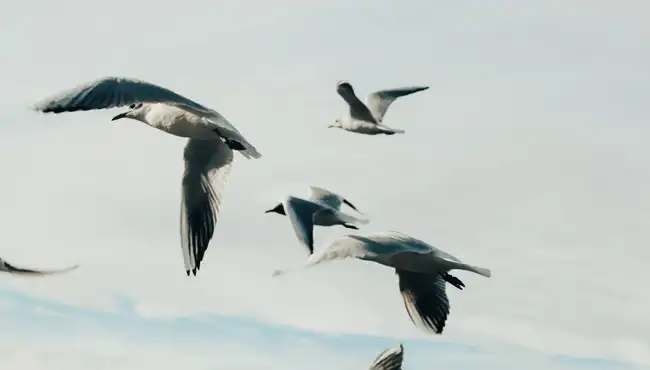 Esquimalt Lagoon Migratory Bird Sanctuary