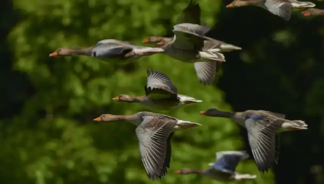 Esquimalt Lagoon Migratory Bird Sanctuary