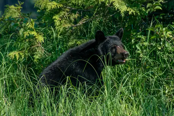Bear Watching Vancouver Island, Wildlife, Black Bears