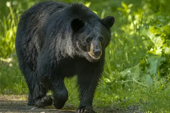 Bear Watching Vancouver Island, Wildlife, Black Bears