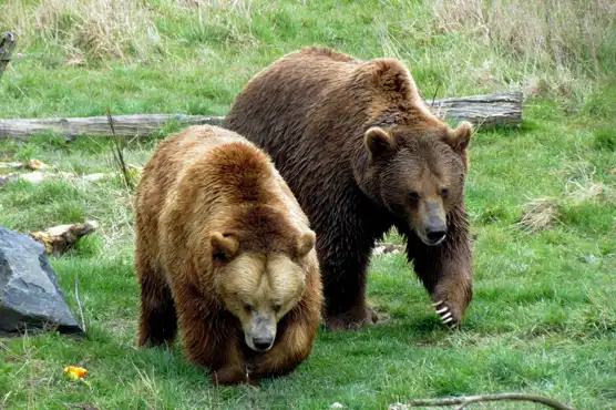 Grizzly Bears on Vancouver Island