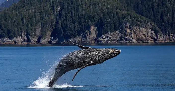 Humpback Whale Vancouver Island