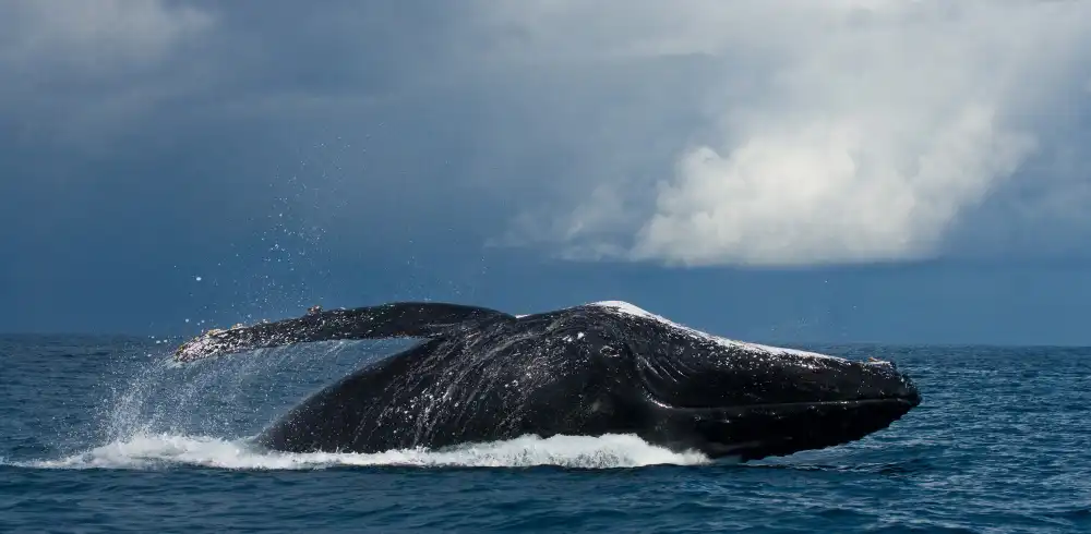 Humpback Whale Vancouver Island