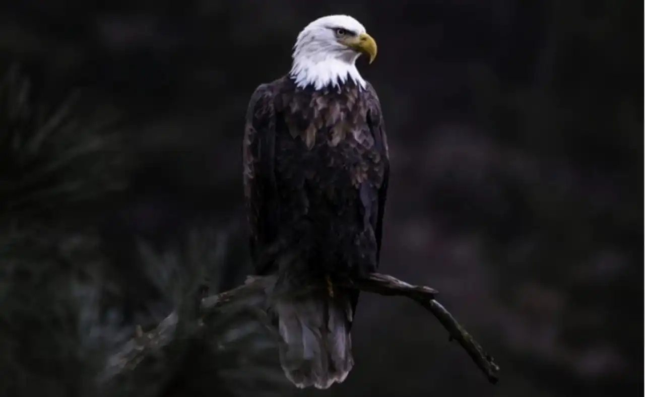 Eagle Watching on Vancouver Island