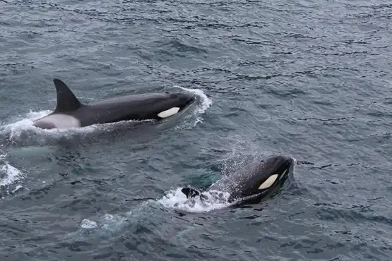 Whale Watching on Vancouver Island, Orcas, Killer Whales