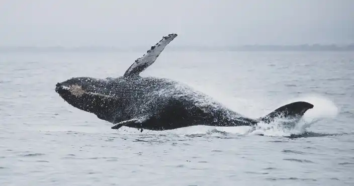 Gray Whales on Vancouver Island