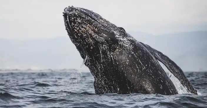 Gray Whales on Vancouver Island