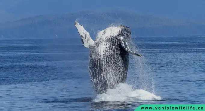 Whale Watching Vancouver Island