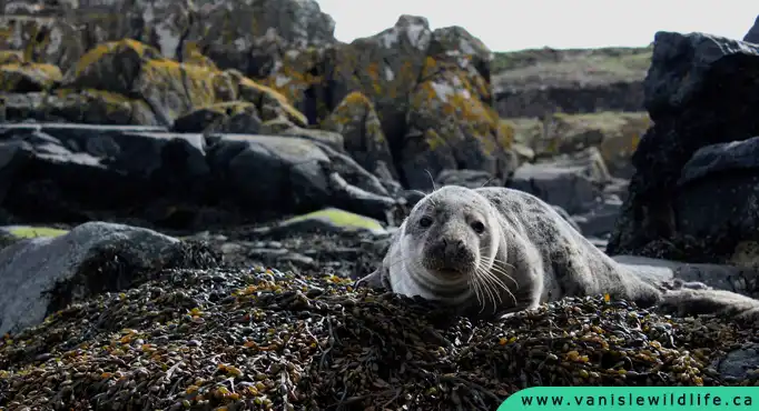 Seals on Vancouver Island, Marine life, seals, sea lions, wildlife watching, wildlife