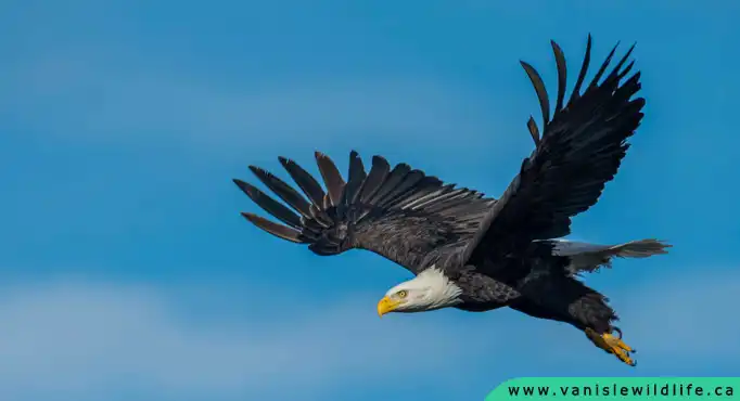 Bald Eagle, Bird Watching on Vancouver Island, wildlife watching, birds, apex predators