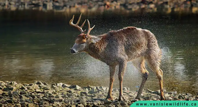 Deer on Vancouver Island, wildlife watching, wildlife, tours